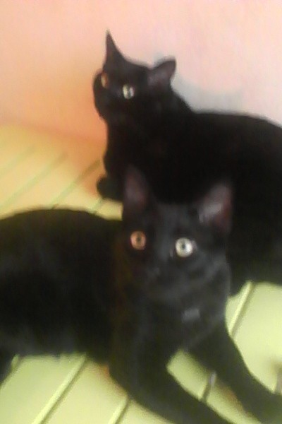 image_pepsi et chanel
