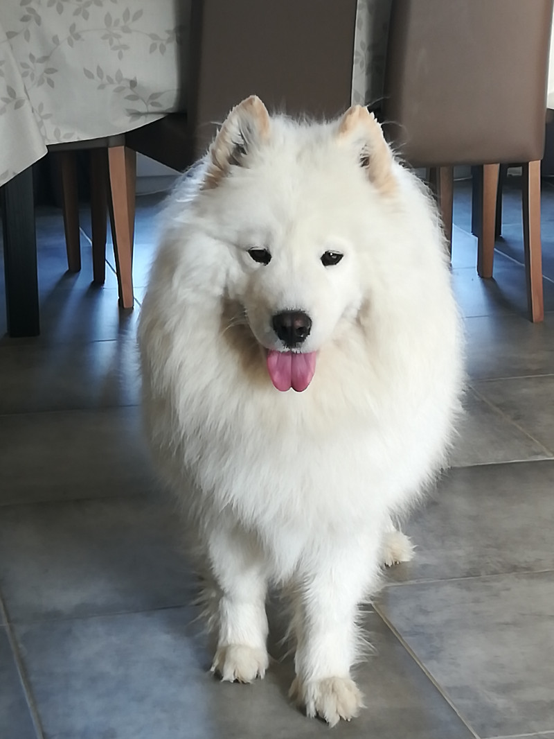 image_Cherche famille d'accueil pour mon chien