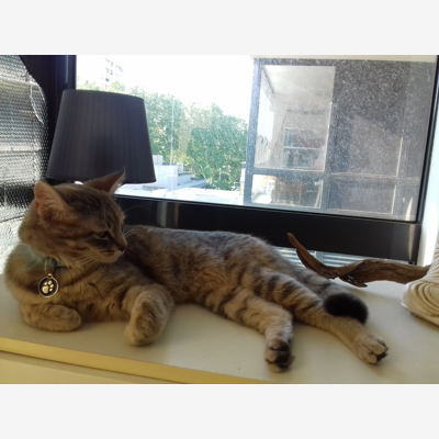 image_Visite chat et promenade chien