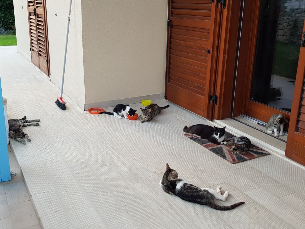 image_Garde d'animaux pendant vos vacances