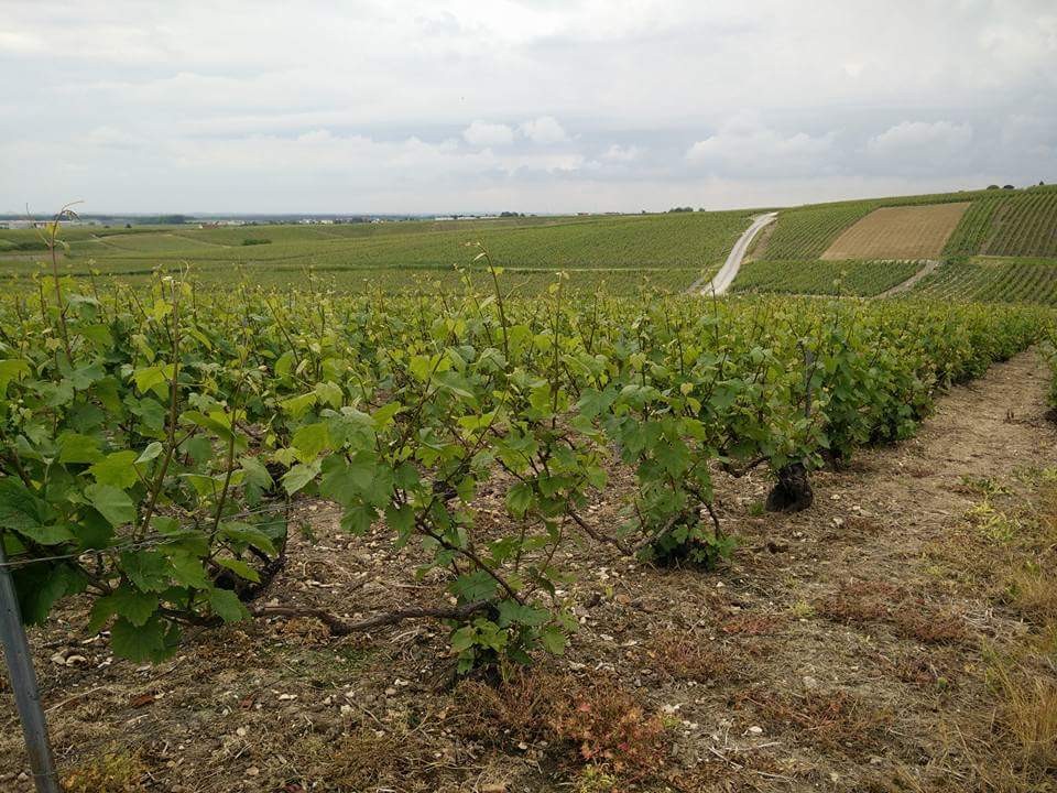image_Visitez la Champagne !