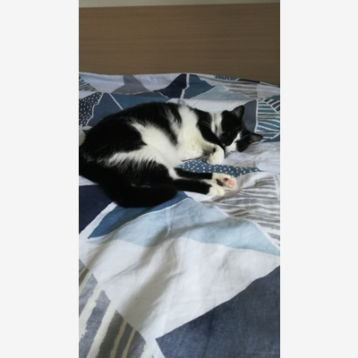 image_Un toit pour un chat pendant que son maitre prend le soleil