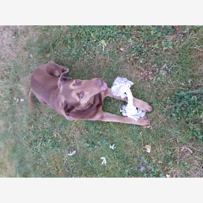image_Un Amour Animal