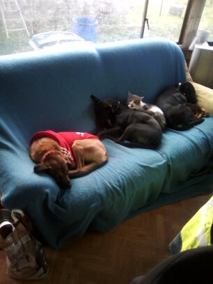 image_Garde d'animaux