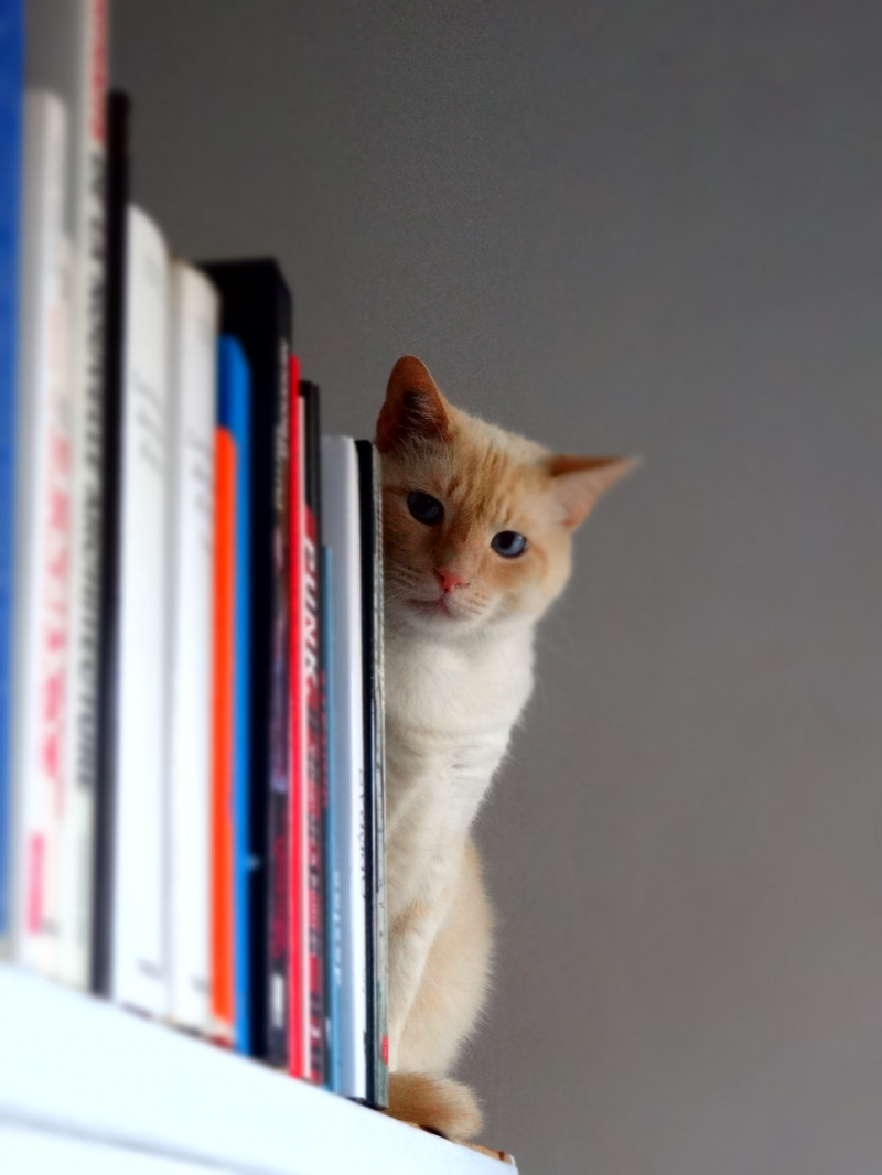image_Cherche garde de chat