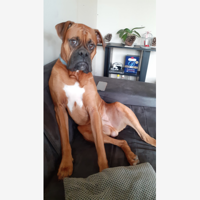 image_Recherche petsitter