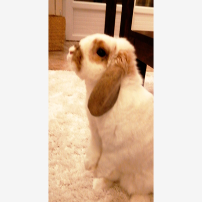 image_Garde lapin bélier