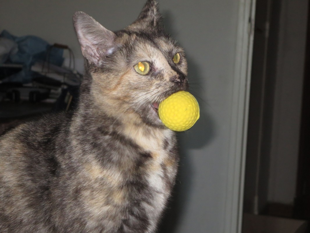 image_Je prends soin de votre chat en votre absence
