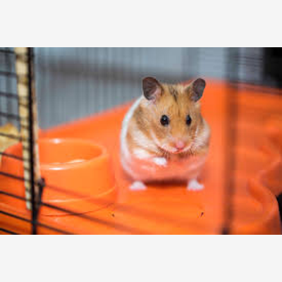 image_cochon d'inde, hamster, lapin nain