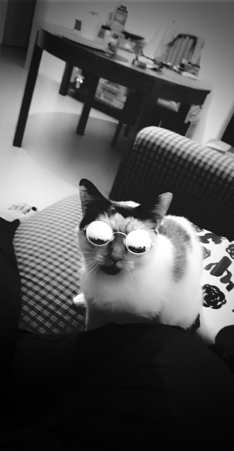 image_Pet sitter chat/rongeur/chien