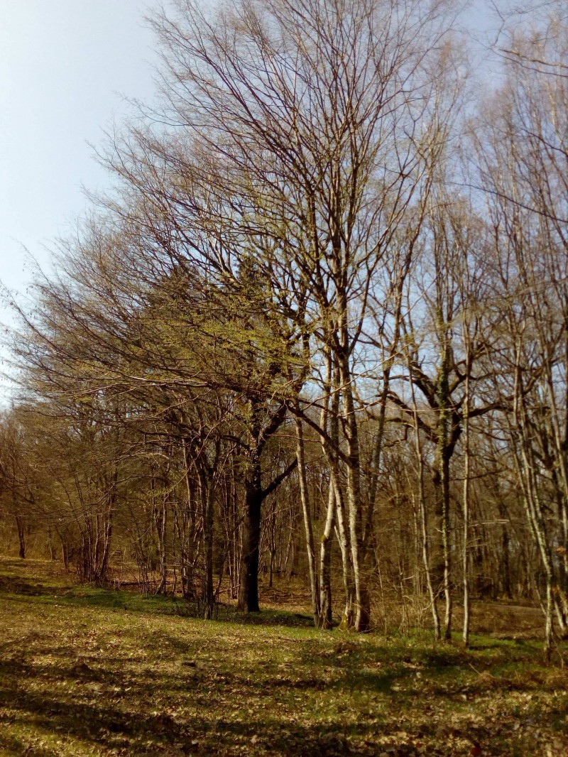 image_Promenade de chien sur le secteur de St jean de braye