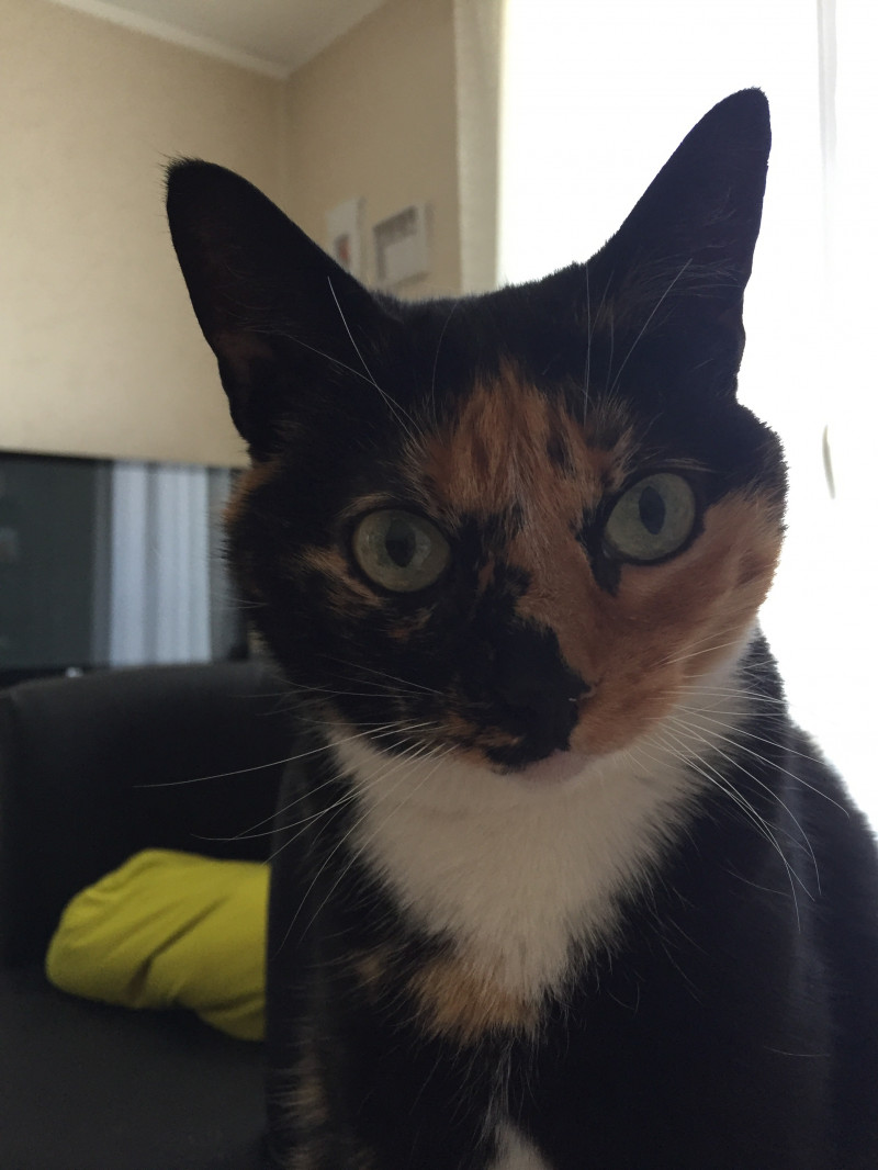 image_Garde animaux