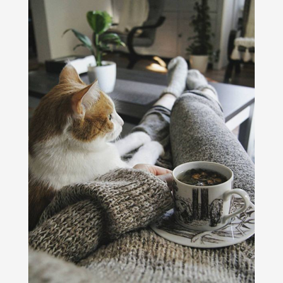image_Garde et Visites Chats - Visites et Promenades Chiens