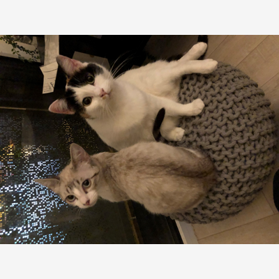 image_garde de chat