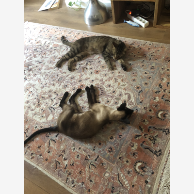 image_Gardienne de chats pendant la période de Noël