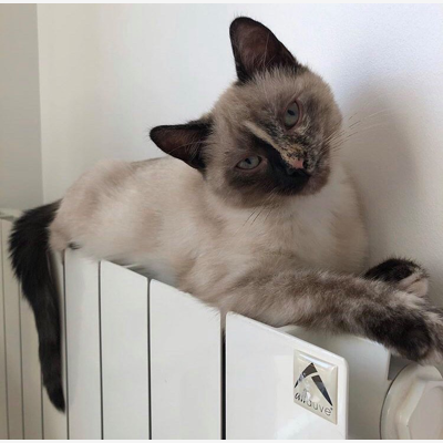 image_Pet sitter (chats, chiens)