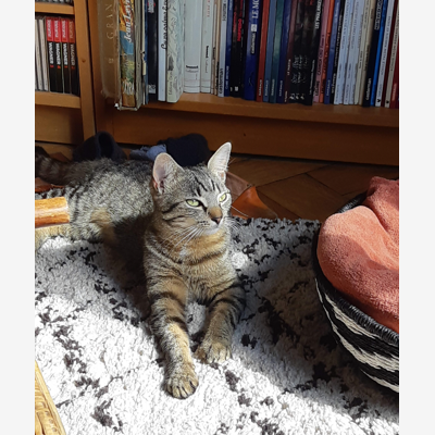 image_Recherche garde pour chat