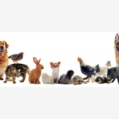 image_Garde d'animaux toute sorte :)