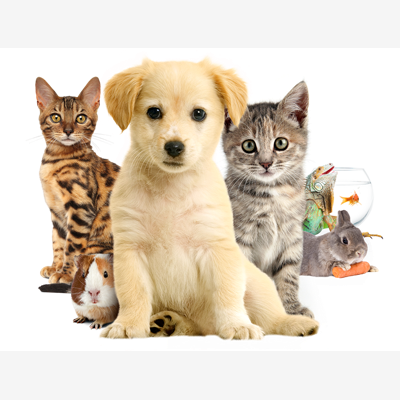 image_Garde d'animaux toutes sortes :)