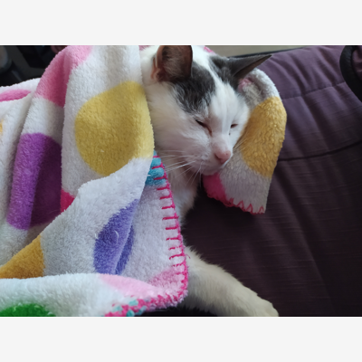 image_Catsitter expérimentée et véhiculée