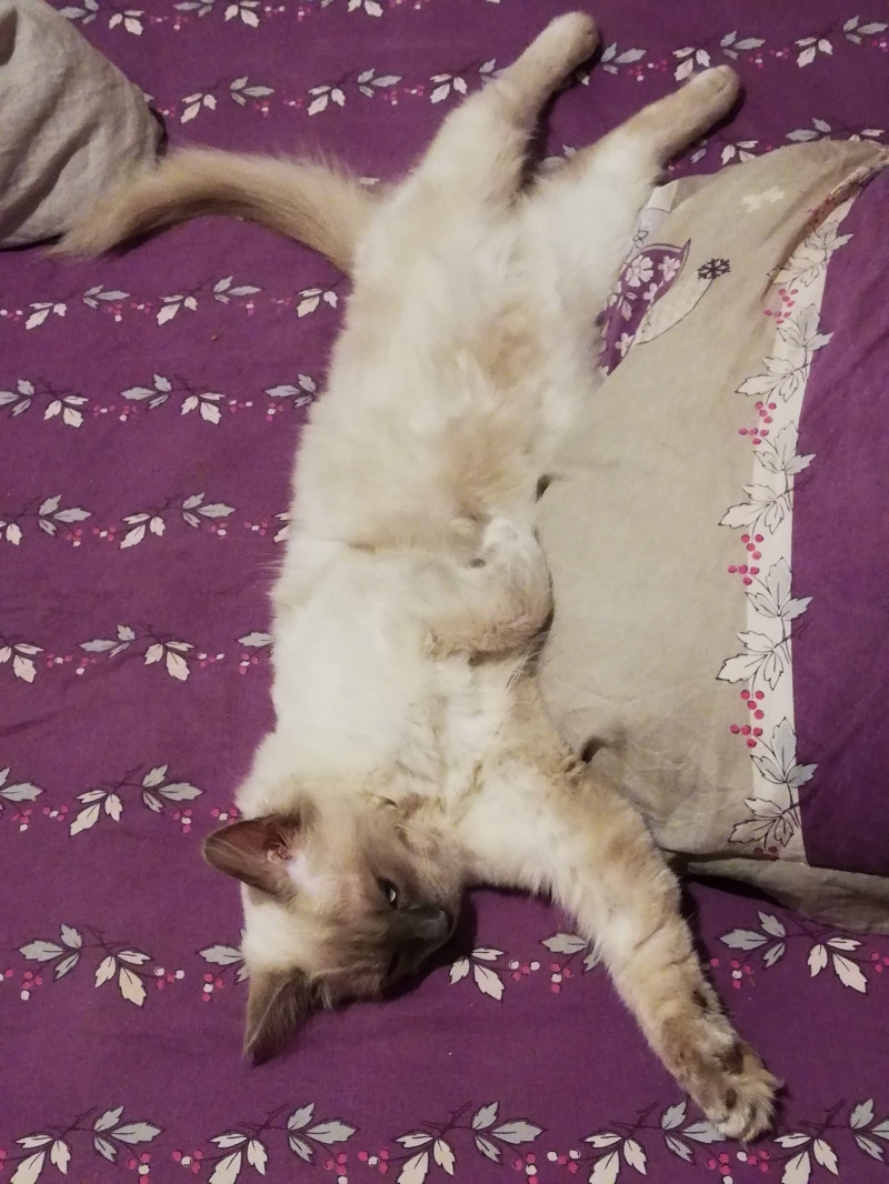 image_Nounou pour chat