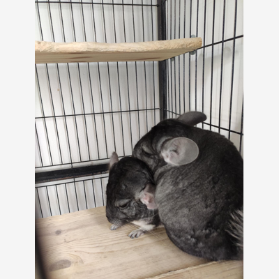 image_Garde Chinchillas