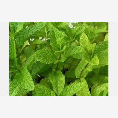 image_Je me propose pour entretenir votre jardin
