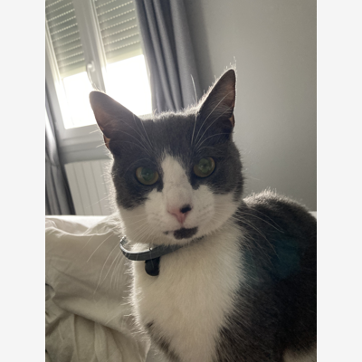 image_Recherche personne pour visite chat à domicile