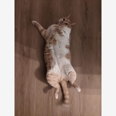 image_Recherche cat sitter