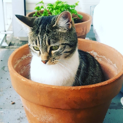 image_Recherche petsitter pour garde à son domicile