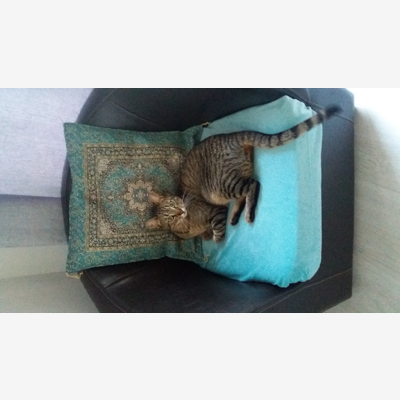 image_Cherche personne/famille pour accueillir mes 2 chats (18 juillet au 31 août)