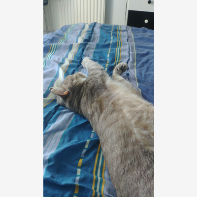 image_Recherche garde pour mon chat en avril