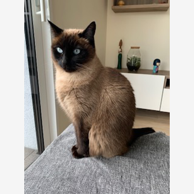 image_Garde de chat à votre domicile