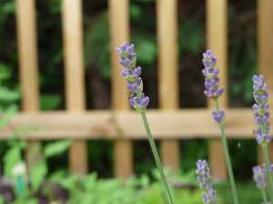 image_Jardinier Paysagiste