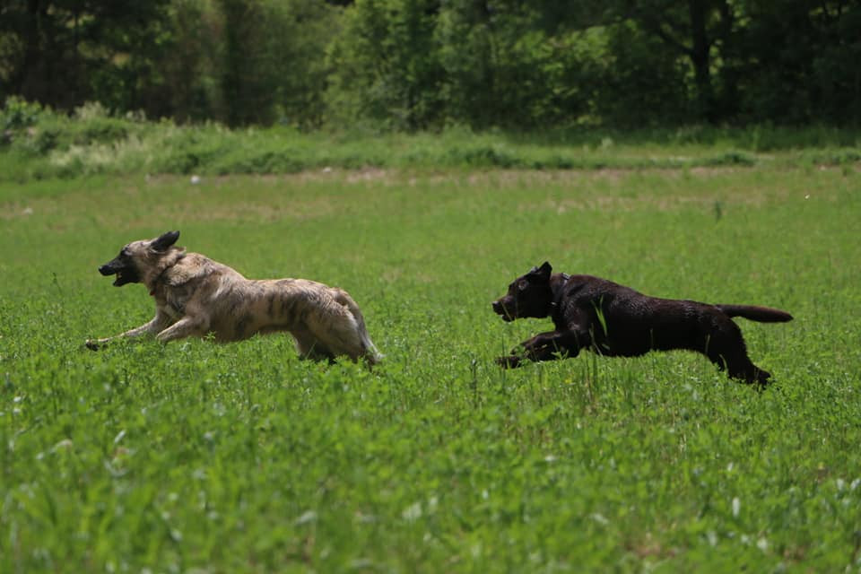 image_Dog Walker