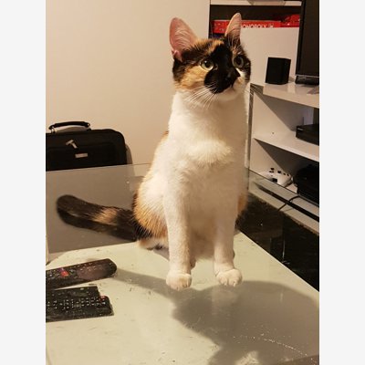 image_Pet Sitter