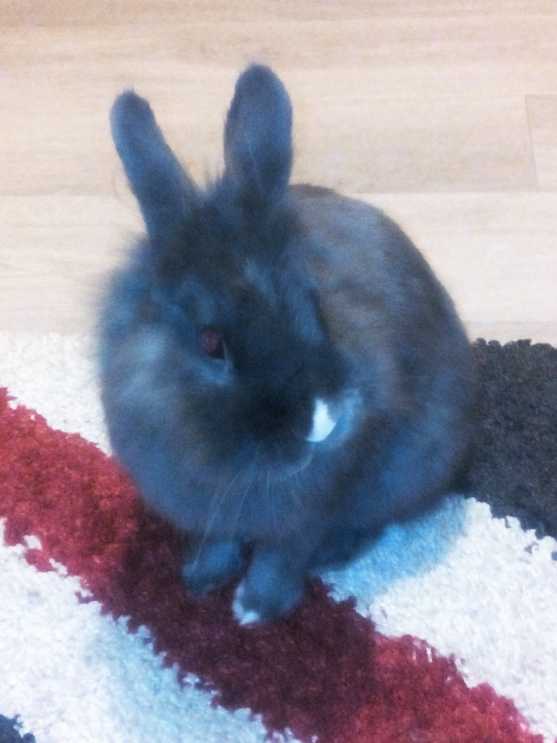 image_Garde de mon lapin