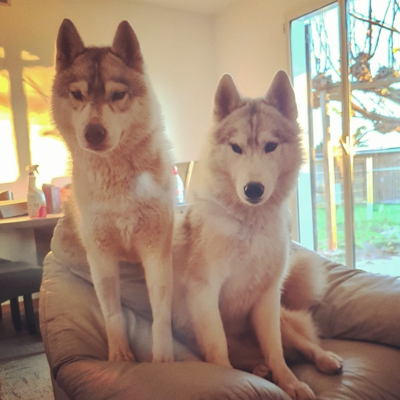 image_Garde d'animaux
