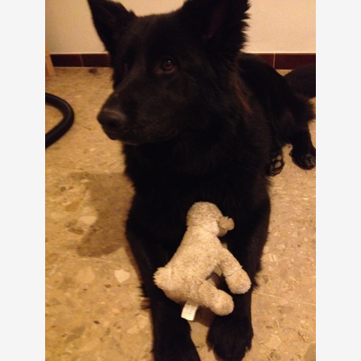 image_Rechercher un Dog Sitter