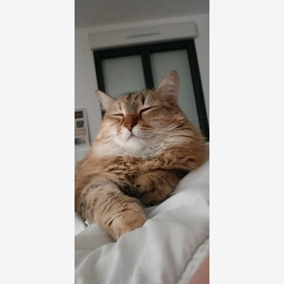 image_Je vous propose mes services de gardes d'animaux