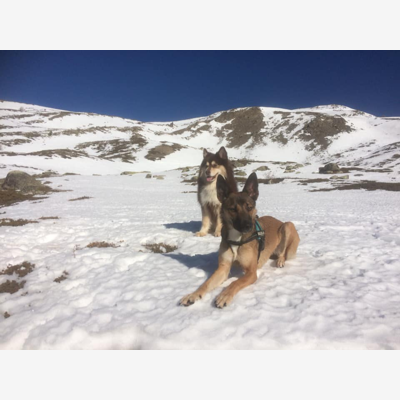 image_garde chiens 1 jour
