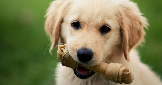 image_Garde d'animaux
