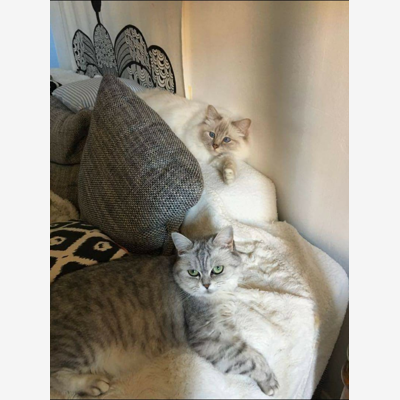 image_Garde de chat rémunéré