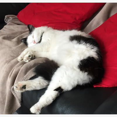 image_Cherche famille d'accueil avec jardin pour mon chat