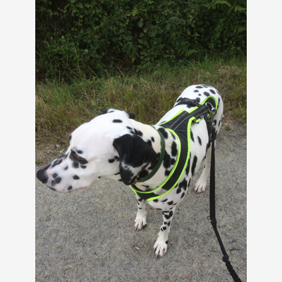 image_Recherche garde pour notre Chien