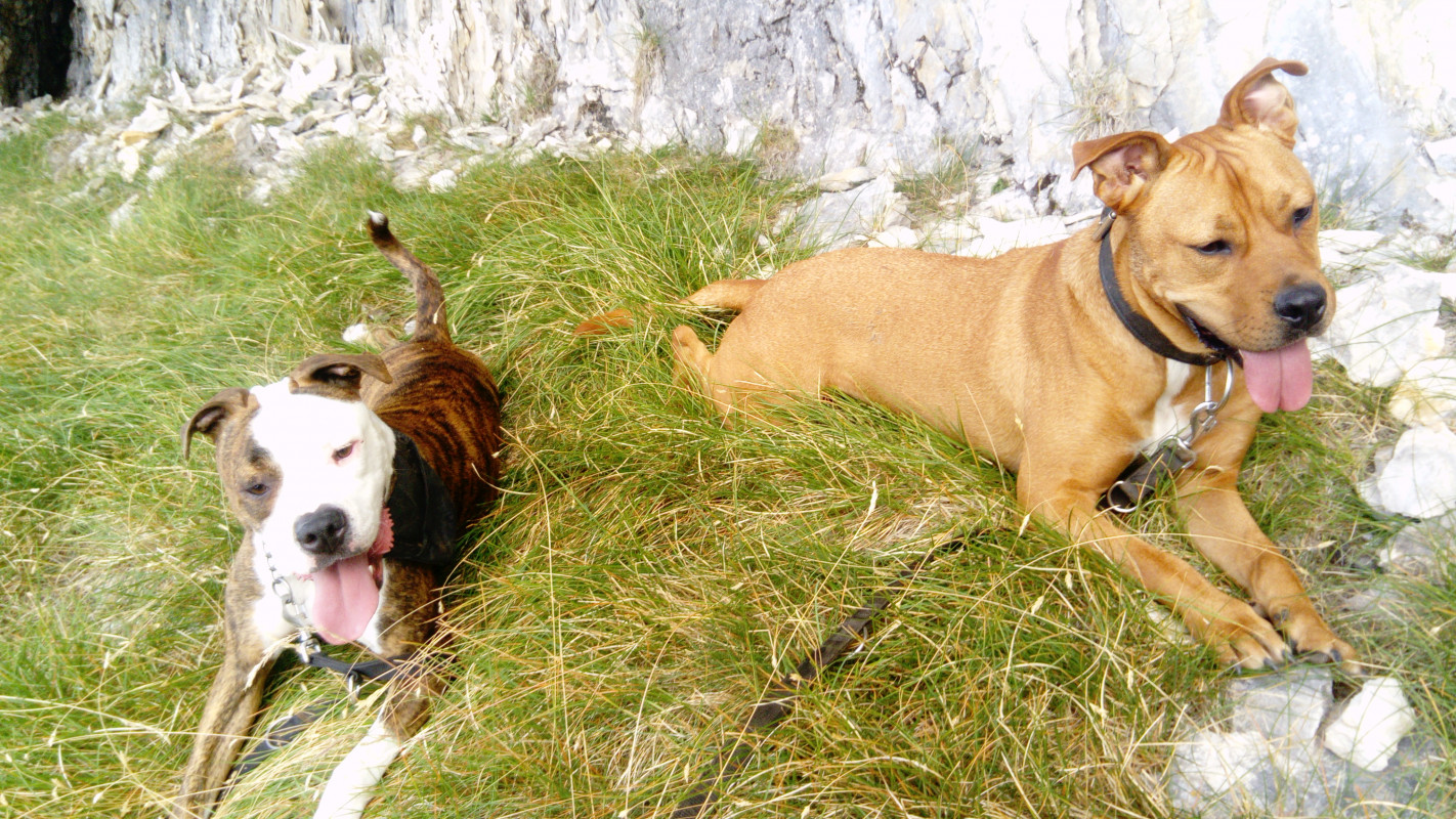 image_GARDE ET SORTIES CHIENS