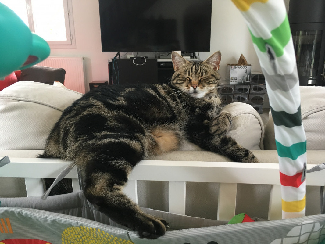 image_Garde chats