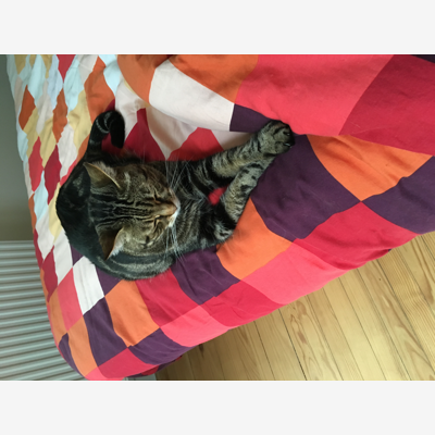 image_Garde de chats
