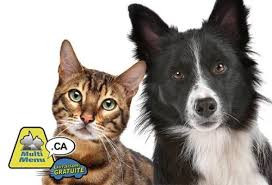 image_garde chien et chat