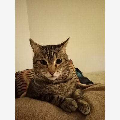 image_Recherche cat sitter